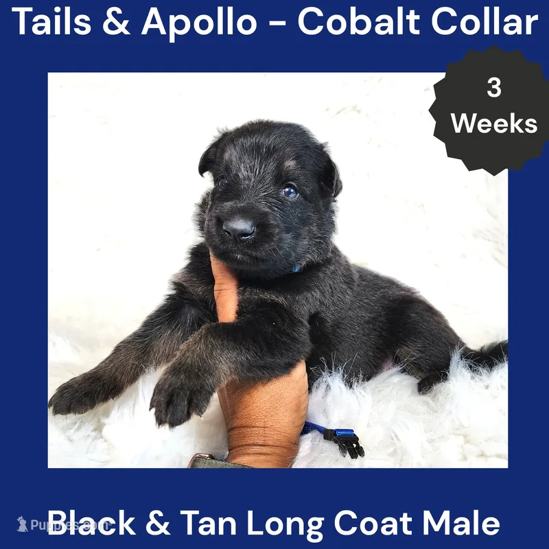 AKC Black & Tan Long Coat - TA Cobalt – German Shepherd Dog puppy for sale in Princeville, IL