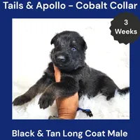 AKC Black & Tan Long Coat - TA Cobalt, a male German Shepherd Dog for sale in Princeville, IL – 6 of 9