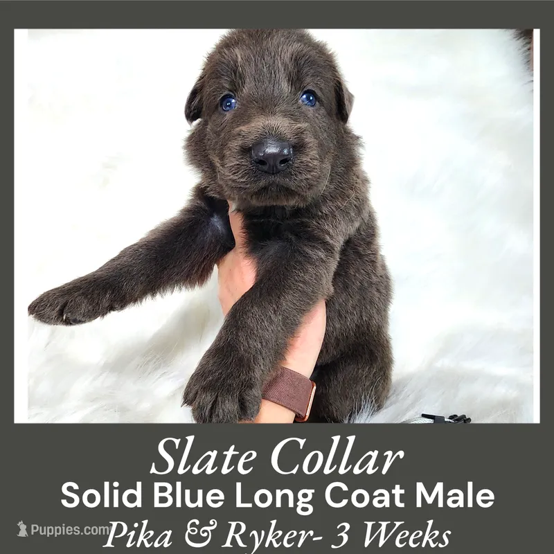 AKC Blue LH - PR Slate