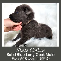 AKC Blue LH - PR Slate, a male German Shepherd Dog for sale in Princeville, IL – Photo 2 of 4