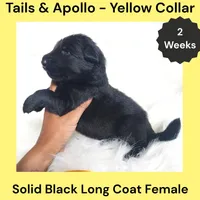 AKC Black Long Coat - TA Yellow, a female German Shepherd Dog for sale in Princeville, IL – 2 of 3