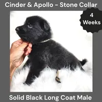 AKC Black Long Coat - CA Stone, a male German Shepherd Dog for sale in Princeville, IL – 2 of 3