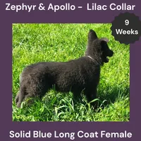 AKC Blue LH - ZA Lilac , a female German Shepherd Dog for sale in Princeville, IL – 2 of 8