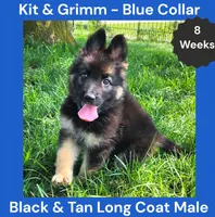 AKC Black & Tan Long Coat - KG Blue, a male German Shepherd Dog for sale in Princeville, IL – 2 of 8