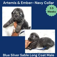 AKC Blue Silver Sable Long Coat - AE Navy, a male German Shepherd Dog for sale in Princeville, IL – 3 of 4
