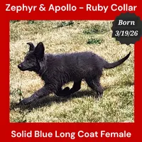 AKC Blue LH - ZA Ruby, a female German Shepherd Dog for sale in Princeville, IL – 3 of 10