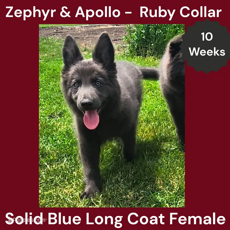 AKC Blue LH - ZA Ruby – German Shepherd Dog puppy for sale in Princeville, IL