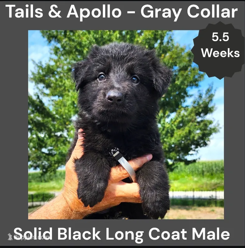 AKC Black Long Coat - TA Gray – German Shepherd Dog puppy for sale in Princeville, IL