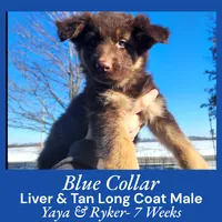 AKC Liver & Tan LH - YR Blue, a male German Shepherd Dog for sale in Princeville, IL – Photo 1 of 3