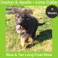 AKC Blue & Tan LH - ZA Lime, a male German Shepherd Dog for sale in Princeville, IL – 2 of 10