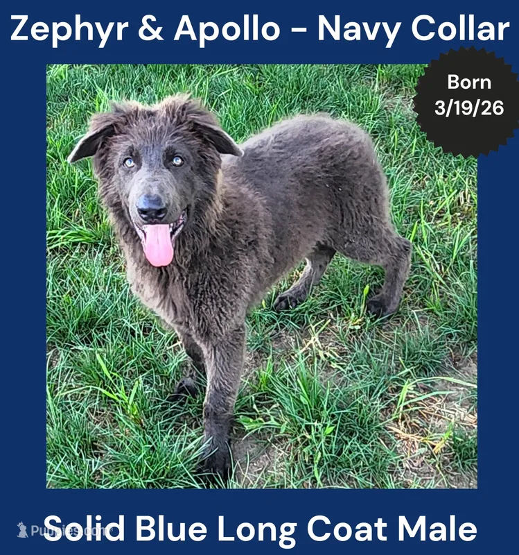 AKC Blue LH - ZA Navy – German Shepherd Dog puppy for sale in Princeville, IL