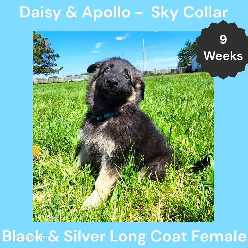 AKC Black&Silver LH - DA Sky – German Shepherd Dog puppy for sale in Princeville, IL