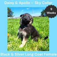 AKC Black&Silver LH - DA Sky, a female German Shepherd Dog for sale in Princeville, IL – 4 of 9