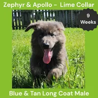 AKC Blue & Tan LH - ZA Lime, a male German Shepherd Dog for sale in Princeville, IL – 4 of 8