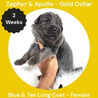 AKC Blue & Tan Long Coat - ZA Gold, a female German Shepherd Dog for sale in Princeville, IL – 1 of 3