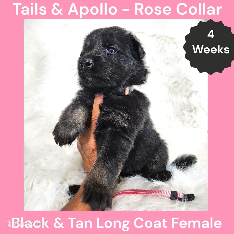 AKC Black & Tan Long Coat - TA Rose – German Shepherd Dog puppy for sale in Princeville, IL