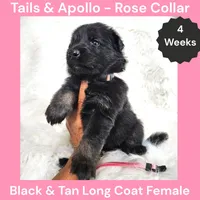 AKC Black & Tan Long Coat - TA Rose, a female German Shepherd Dog for sale in Princeville, IL – 5 of 8
