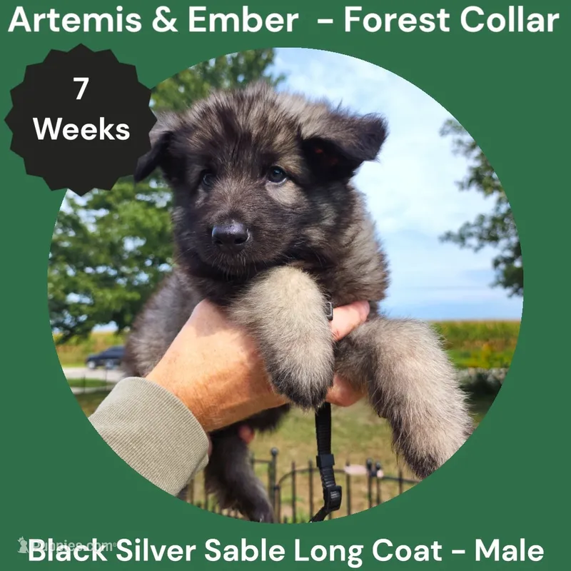 AKC Black Silver Sable Long Coat - AE Forest  – German Shepherd Dog puppy for sale in Princeville, IL