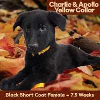 AKC Black SH - CA Yellow, a female German Shepherd Dog for sale in Princeville, IL – Photo 5 of 8