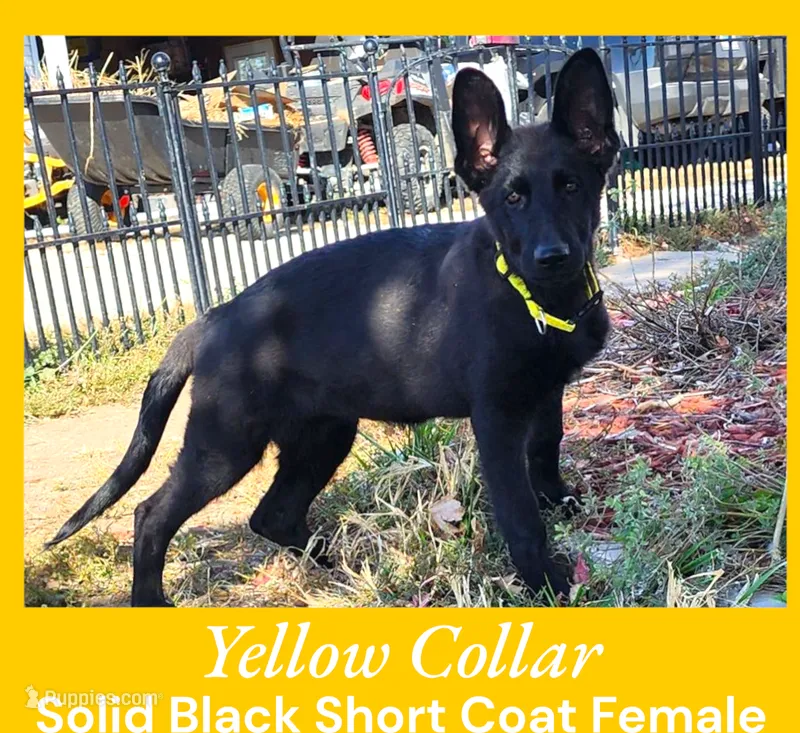 AKC Black SH - CA Yellow