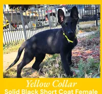 AKC Black SH - CA Yellow, a female German Shepherd Dog for sale in Princeville, IL – Photo 1 of 8