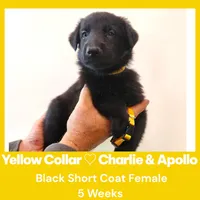 AKC Black SH - CA Yellow, a female German Shepherd Dog for sale in Princeville, IL – Photo 6 of 8