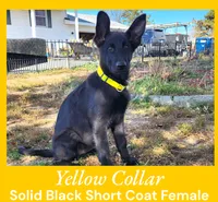AKC Black SH - CA Yellow, a female German Shepherd Dog for sale in Princeville, IL – Photo 2 of 8