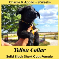 AKC Black SH - CA Yellow, a female German Shepherd Dog for sale in Princeville, IL – Photo 4 of 8