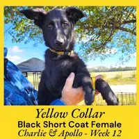 AKC Black SH - CA Yellow, a female German Shepherd Dog for sale in Princeville, IL – Photo 3 of 8