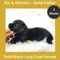 AKC Black Long Coat - KG Gold, a female German Shepherd Dog for sale in Princeville, IL – 2 of 3