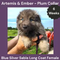 AKC Blue Silver Sable Long Coat - AE Plum, a female German Shepherd Dog for sale in Princeville, IL – 1 of 4