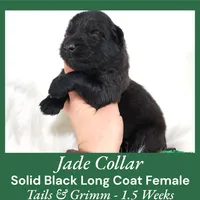 AKC Black LH - TG 4, a female German Shepherd Dog for sale in Princeville, IL – Photo 6 of 9