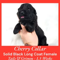 AKC Black LH - TG 4, a female German Shepherd Dog for sale in Princeville, IL – Photo 8 of 9