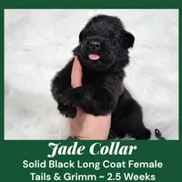 AKC Black LH - TG 4, a female German Shepherd Dog for sale in Princeville, IL – Photo 3 of 9