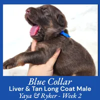 AKC Liver/Tan LC - YR Blue, a male German Shepherd Dog for sale in Princeville, IL – Photo 2 of 3