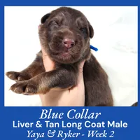 AKC Liver/Tan LC - YR Blue, a male German Shepherd Dog for sale in Princeville, IL – Photo 1 of 3