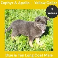 AKC Blue & Tan LH - ZA Yellow, a male German Shepherd Dog for sale in Princeville, IL – 3 of 9