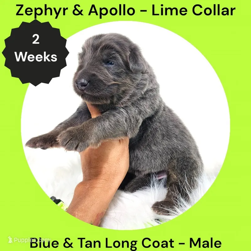 AKC Blue & Tan Long Coat - ZA Lime – German Shepherd Dog puppy for sale in Princeville, IL