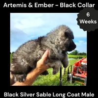 AKC Black Silver Sable Long Coat - AE Black, a male German Shepherd Dog for sale in Princeville, IL – 2 of 4