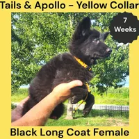 AKC Black Long Coat - TA Yellow, a female German Shepherd Dog for sale in Princeville, IL – 3 of 8