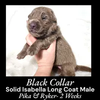 AKC Isabella LH - PR Black, a male German Shepherd Dog for sale in Princeville, IL – Photo 1 of 3
