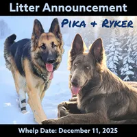 AKC Isabella LH - PR Black, a male German Shepherd Dog for sale in Princeville, IL – Photo 2 of 3