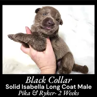 AKC Isabella LH - PR Black, a male German Shepherd Dog for sale in Princeville, IL – Photo 3 of 3