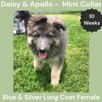 AKC Blue&Silver LH - DA Mint, a female German Shepherd Dog for sale in Princeville, IL – 1 of 9