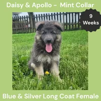 AKC Blue&Silver LH - DA Mint, a female German Shepherd Dog for sale in Princeville, IL – 6 of 9