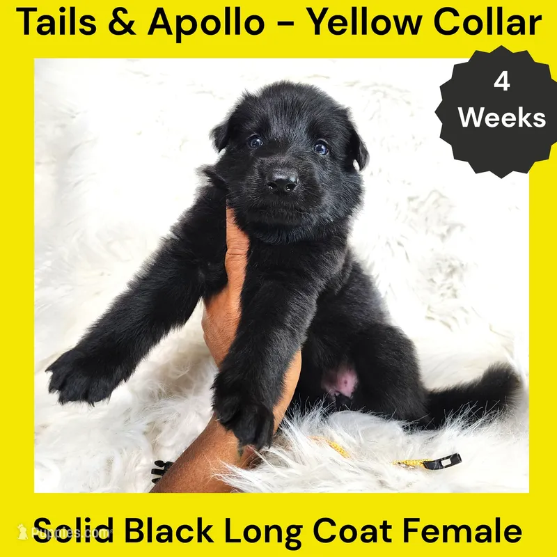AKC Black Long Coat - TA Yellow – German Shepherd Dog puppy for sale in Princeville, IL