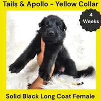 AKC Black Long Coat - TA Yellow, a female German Shepherd Dog for sale in Princeville, IL – 5 of 8