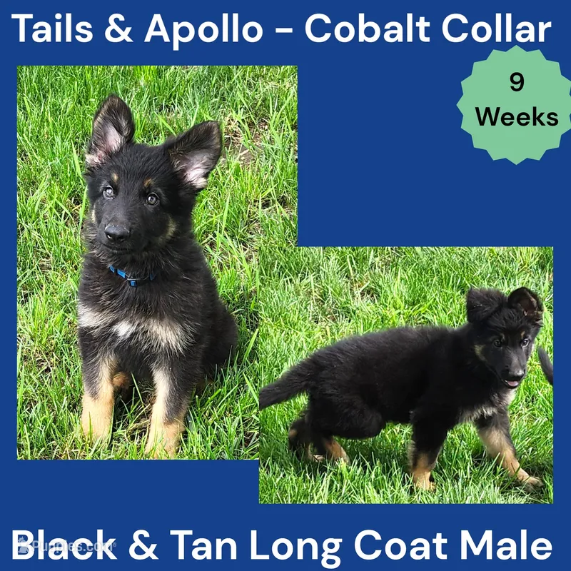 AKC Black & Tan Long Coat - TA Cobalt – German Shepherd Dog puppy for sale in Princeville, IL