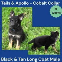 AKC Black & Tan Long Coat - TA Cobalt, a male German Shepherd Dog for sale in Princeville, IL – 1 of 9