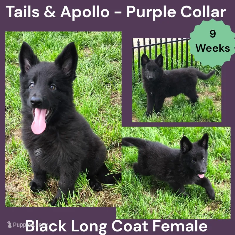 AKC Black Long Coat - TA Purple – German Shepherd Dog puppy for sale in Princeville, IL
